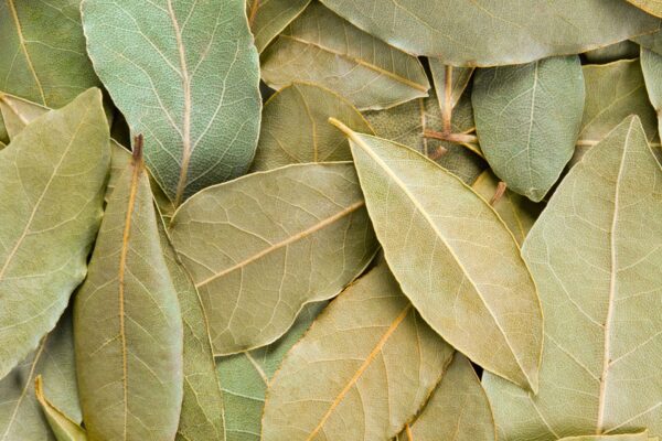 Laurel